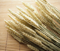 palha-tatame